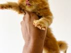 Ginger Kittens