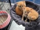 Ginger Kittens