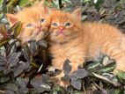 Ginger Kittens