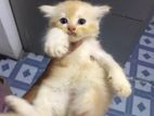 Ginger Male Cat