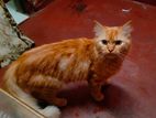 Ginger Male Cat