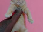 Ginger Male Cat