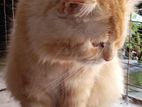 Ginger Male Persian Cat