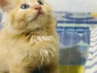 Ginger Male Kitten