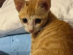 Ginger Male Kitten for Kind Home