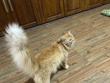 Ginger Male Persian Cat