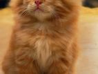 Ginger Male Persian Kitten