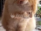 Ginger Male Persian Cat