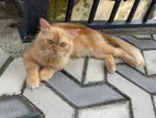 Ginger Persian Cat