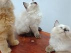 Ginger Persian Cat