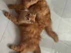 Ginger persian breeding pair.