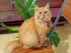 Ginger Persian Cat