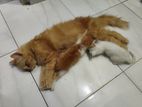 Ginger Persian Cat