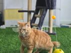 Ginger Female Persian Cat