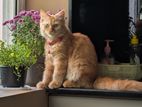 Ginger Persian Cat