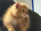 Ginger Persian Kitten
