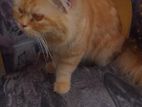 Ginger Persian Cat
