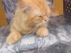 Ginger Persian Cat
