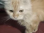 Ginger Persian cat
