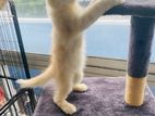 Ginger Persian Cat