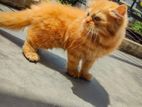 Ginger Persian Cat