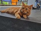 Ginger Persian Cat