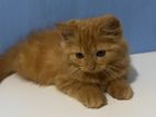Ginger Persian Cat