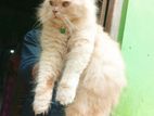 Ginger Persian Cat