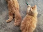 Ginger Persian Cat