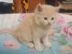 Ginger Persian Cat (Male)