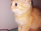 Ginger Persian Cat