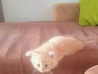 Ginger Persian Cats