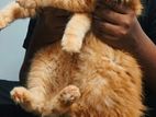 Persian Ginger Kitten