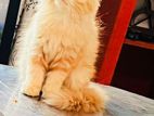 Ginger Persian Female
