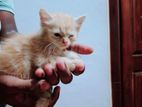 Ginger Persian Kittens