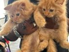 Ginger Persian Kittens