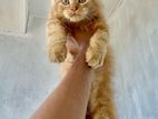 Ginger Persian Cat