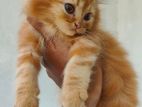 Ginger Persian