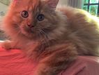 Ginger Persian Cat