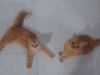 Ginger Persian Cat