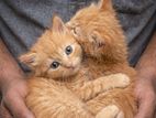 Ginger Persian Kittens