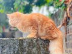 Ginger Persian Cat