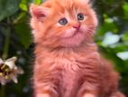 Ginger Persian kitten female