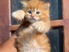 Ginger Persian Kitten Female