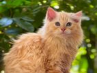 Ginger Persian Kitten Female