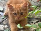 Ginger Persian Kitten