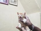 Ginger Persian Kitten