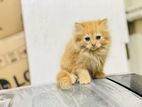 Ginger Persian Kitten