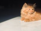 Ginger Persian Kitten