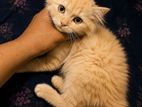 Ginger Persian Kitten